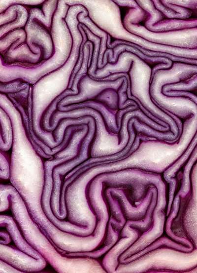 JS-Mag-Sunshine-Red-Cabbage-V2-Edit