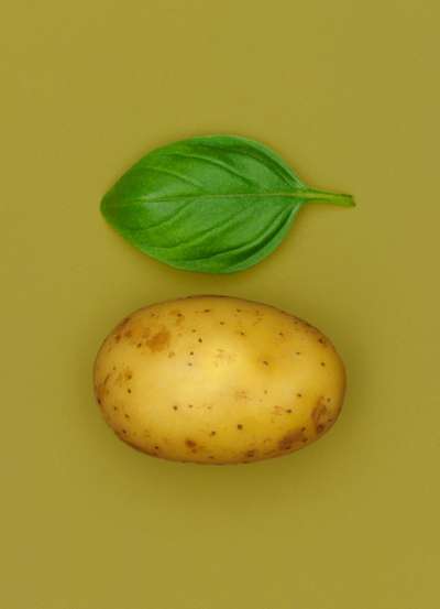 W'rose-Potato-&-Basil-Pesto-Salad-V2